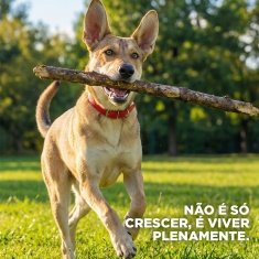 Ração Hill's Science Diet para Cães Adultos Sabor Frango 6,8 kg