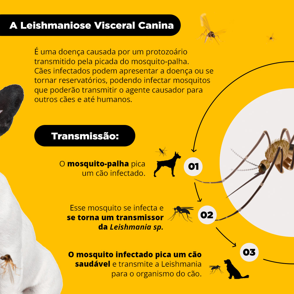 Coleira Antiparasitas Scalibor MSD Saúde Animal