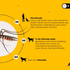 Coleira Antiparasitas Scalibor MSD Saúde Animal