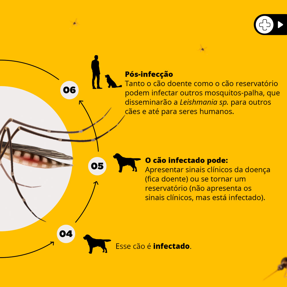 Coleira Antiparasitas Scalibor MSD Saúde Animal