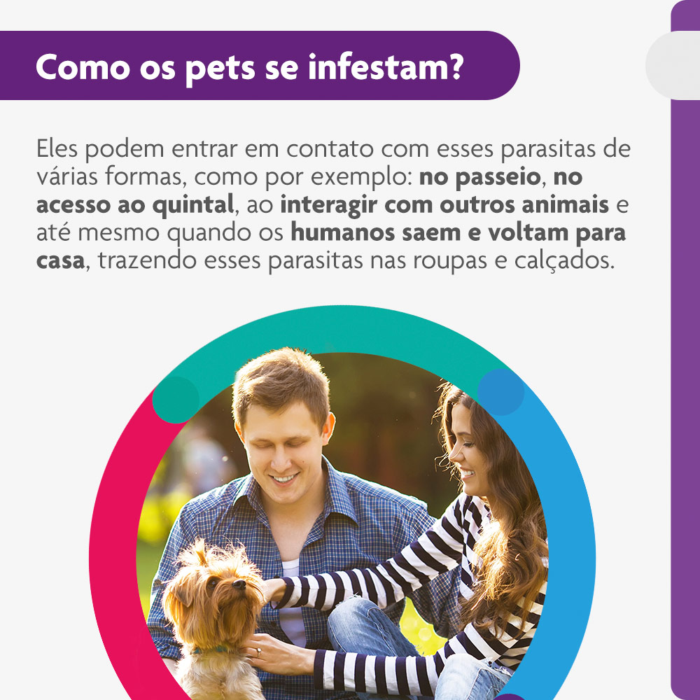 Antipulgas e Carrapatos Bravecto® Comprimido Mastigável de 112,5mg para Cães de 2 a 4,5kg - MSD Saúde Animal