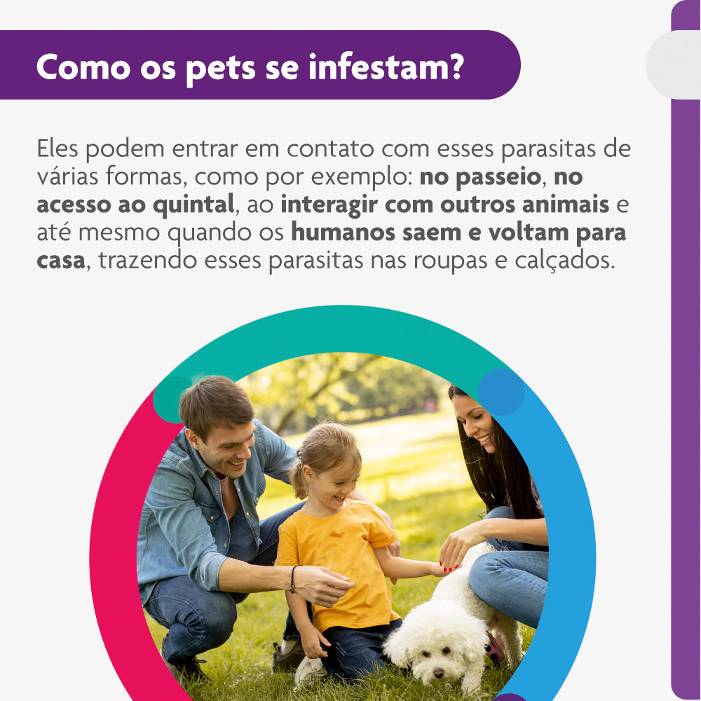 Antipulgas e Carrapatos Bravecto® Comprimido Mastigável de 250mg para Cães de 4,5 a 10kg - MSD Saúde Animal