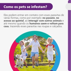 Antipulgas e Carrapatos Bravecto® Comprimido Mastigável de 500mg para Cães de 10 a 20kg - MSD Saúde Animal