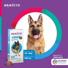 Antipulgas e Carrapatos Bravecto® Comprimido Mastigável de 1000mg para Cães de 20 a 40kg - MSD Saúde Animal