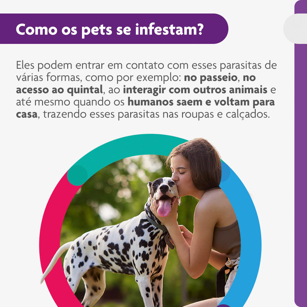 Antipulgas e Carrapatos Bravecto® Comprimido Mastigável de 1000mg para Cães de 20 a 40kg - MSD Saúde Animal