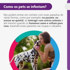 Antipulgas e Carrapatos Bravecto® Comprimido Mastigável de 1000mg para Cães de 20 a 40kg - MSD Saúde Animal