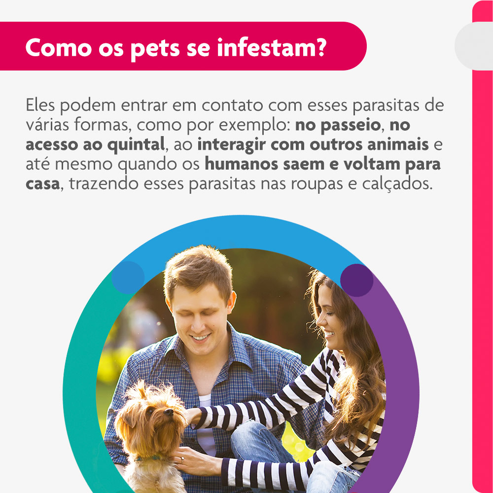 Antipulgas e Carrapatos Bravecto Transdermal 112,5mg para Cães de 2 a 4,5kg - MSD Saúde Animal