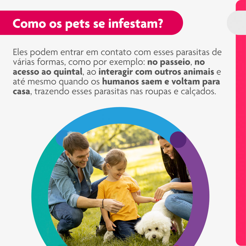 Antipulgas e Carrapatos Bravecto Transdermal 250mg para Cães de 4,5 a 10kg - MSD Saúde Animal