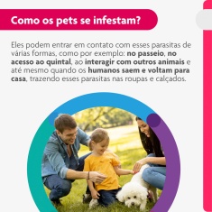 Antipulgas e Carrapatos Bravecto Transdermal 250mg para Cães de 4,5 a 10kg - MSD Saúde Animal