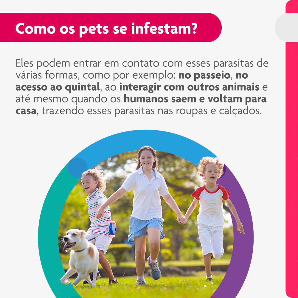 Antipulgas e Carrapatos Bravecto Transdermal 500mg para Cães de 10 a 20kg - MSD Saúde Animal
