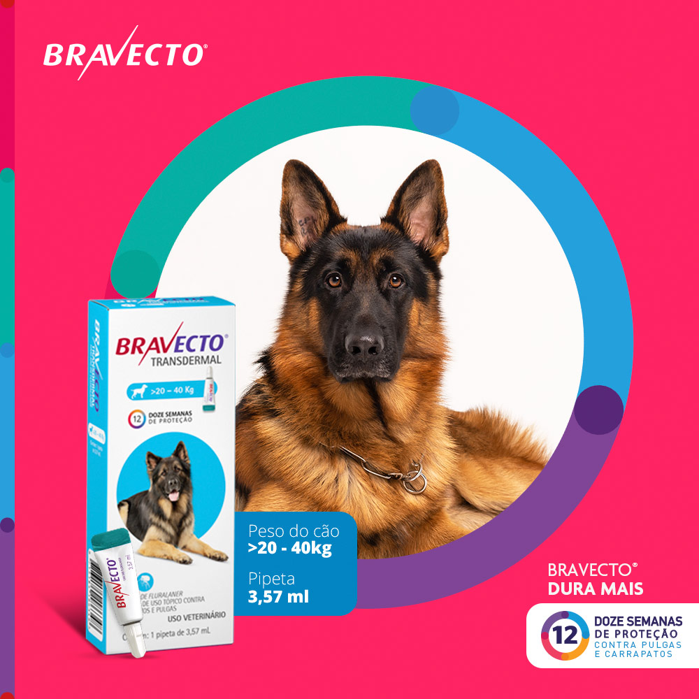 Antipulgas e Carrapatos Bravecto Transdermal 1000mg para Cães de 20 a 40kg - MSD Saúde Animal