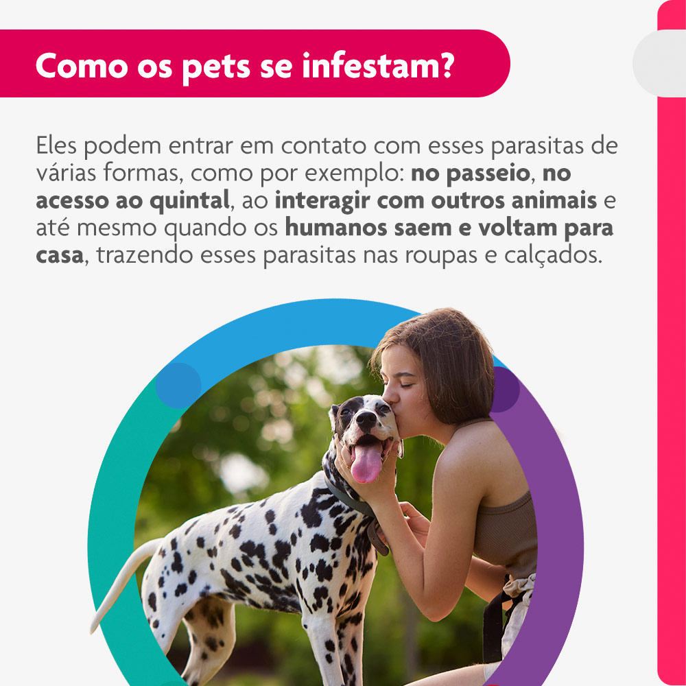 Antipulgas e Carrapatos Bravecto Transdermal 1000mg para Cães de 20 a 40kg - MSD Saúde Animal