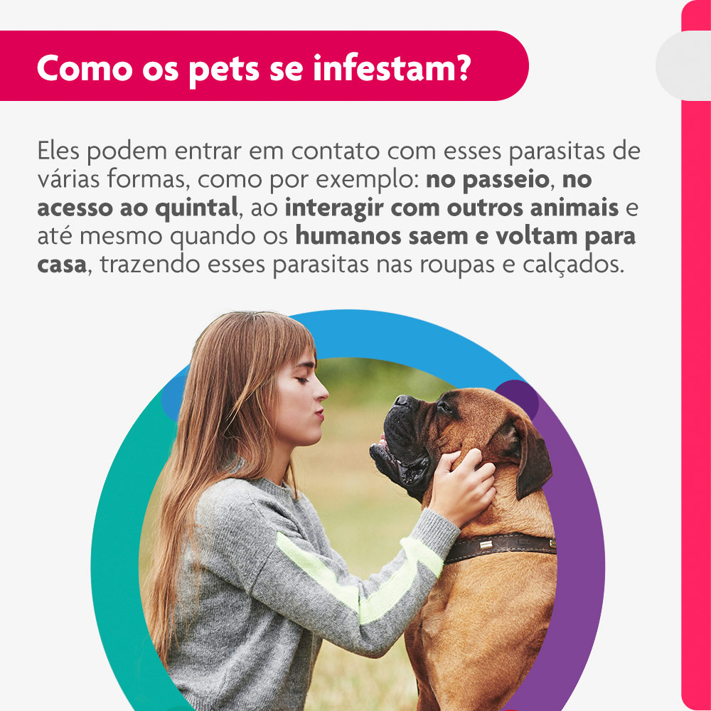 Antipulgas e Carrapatos Bravecto Transdermal 1400mg para Cães de 40 a 56kg - MSD Saúde Animal