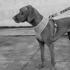 Peitoral para Cachorros Air Mesh Ajustável Phantom