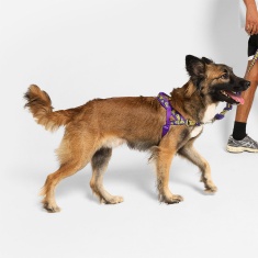 Peitoral Zee.Dog Lozt Softerwalk Zmiley para Cães