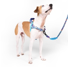 Peitoral Zee.Dog Glitch Softerwalk Error 404 para Cães