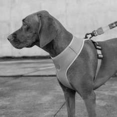 Peitoral Zee.Dog Glitch Air Mesh Ajustável Error 404 para Cães