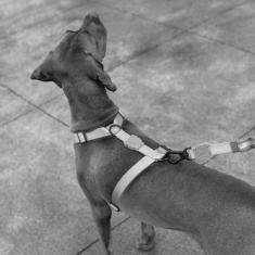 Peitoral Zee.Dog H Travis para Cães