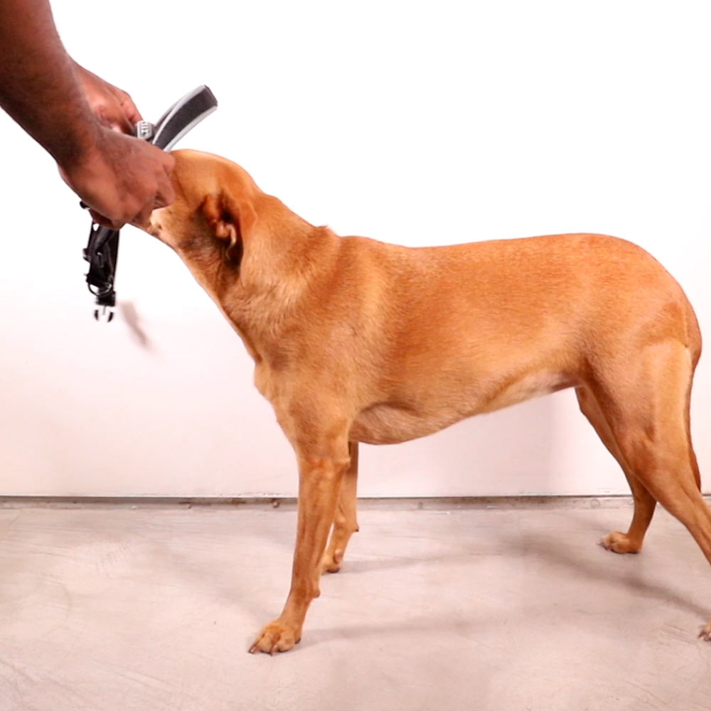 Peitoral Softerwalk Zee.Dog x Reebok Aerobic para Cães