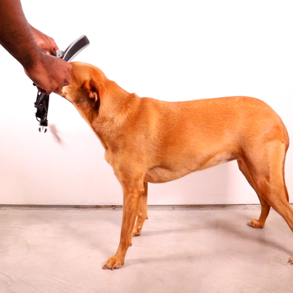 Peitoral Softerwalk Zee.Dog x Reebok Suede para Cães