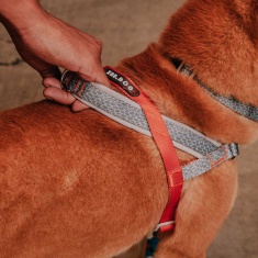 Peitoral Softerwalk Zee.Dog x Reebok Suede para Cães
