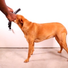 Peitoral Softerwalk Zee.Dog x Reebok Trekk para Cães