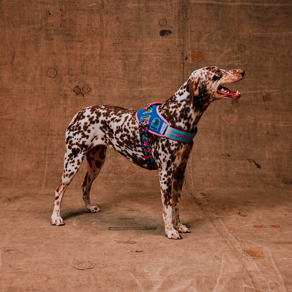 Peitoral FlyHarness Zee.Dog x Reebok Aerobic para Cães