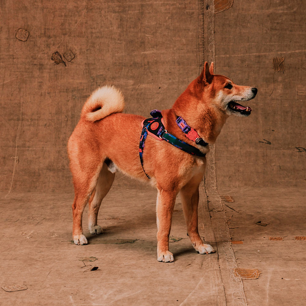 Peitoral FlyHarness Zee.Dog x Reebok Court para Cães