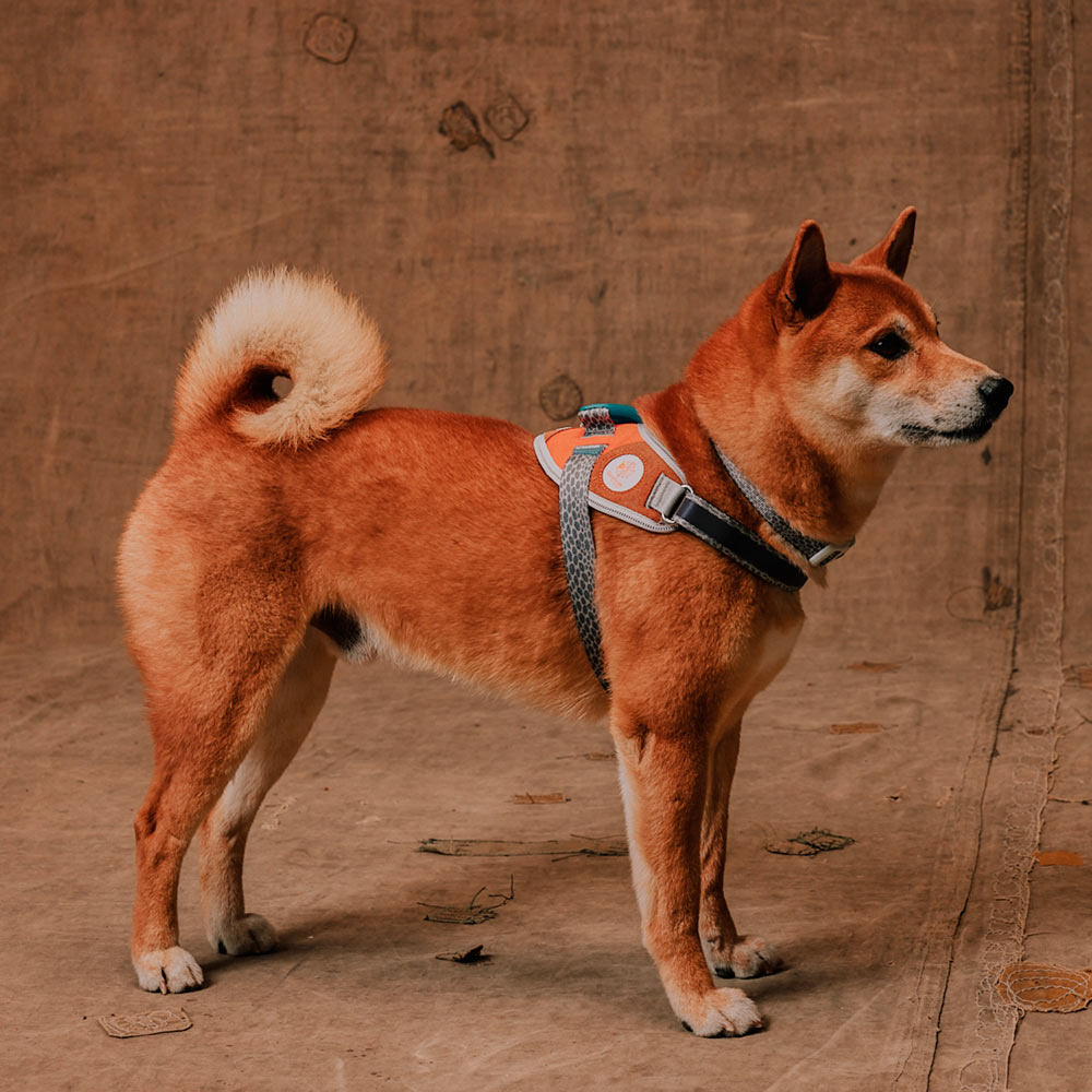 Peitoral FlyHarness Zee.Dog x Reebok Suede para Cães