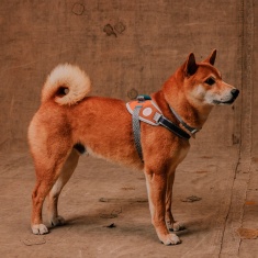 Peitoral FlyHarness Zee.Dog x Reebok Suede para Cães