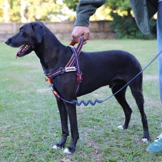 Peitoral Anti Puxão SofterWalk Velvet Vibes Dropout para Cães