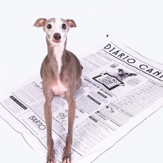 Tapete Higiênico Lavável Bartô Diário Canino Tradicional Médio para Cães