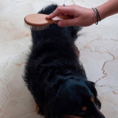 Escova Germanhart sem Bolinha para Cães e Gatos - G