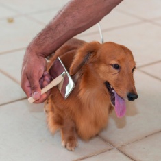 Rasqueadeira Germanhart para Cães e Gatos