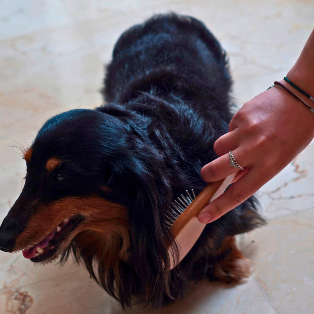 Escova Germanhart com Bolinha para Cães e Gatos