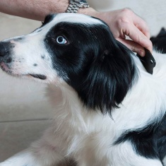 Pente Germanhart Anti Pulga para Cães e Gatos