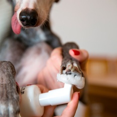Limpa Patas Bartô Pode Mousse  150ml