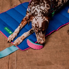 Brinquedo Zee.Dog x Reebok Boomerang para Cães