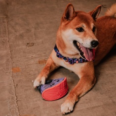 Brinquedo Zee.Dog x Reebok Rocking Tug para Cães