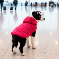 Blusa com Capuz Fábrica Pet Peludinha Rosa para Cães e Gatos