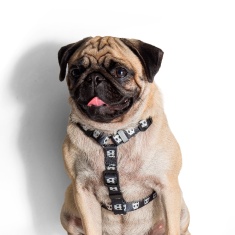 Peitoral Zee.Dog Skull para Cães