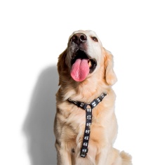 Peitoral Zee.Dog Skull para Cães