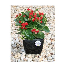 Vaso Okla Oxford Quadrado Preto para Jardim