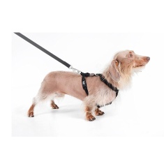Peitoral H e Guia Toh Black para Cães