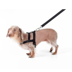 Peitoral e Guia Toh Tradicional Black para Cães