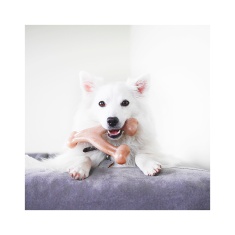 Benebone Wishbone Frango