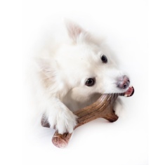 Benebone Maplestick Puppy P