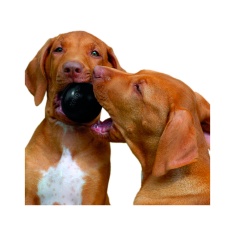 Brinquedo Kong para Cães Extreme Ball Preta