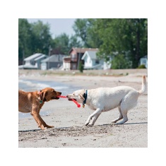Brinquedo Kong para Cães Safestix Pequeno - Cores Sortidas