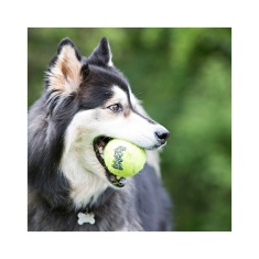 Brinquedo Kong Cães Squeaker Tennis Balls Amarelo